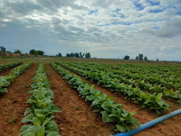 Proyecto Newcotiana, plantas de tabaco como biofactorías