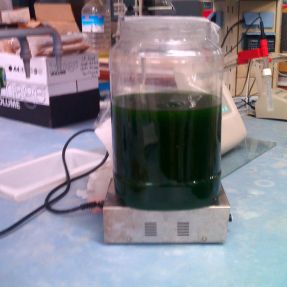  Primera cosecha de algas autóctonas de los suelos de Cáceres