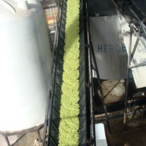 Extracción residuos brécol: Carga en el reactor