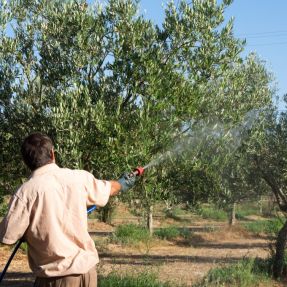 Aplicación de biocida en olivo