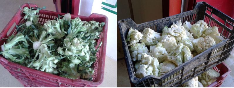 13 02 27 noticias TM cruciferas