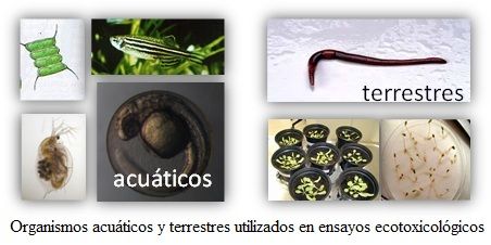 14 09 11 noticia orgmos ensayos ecotoxicologicos
