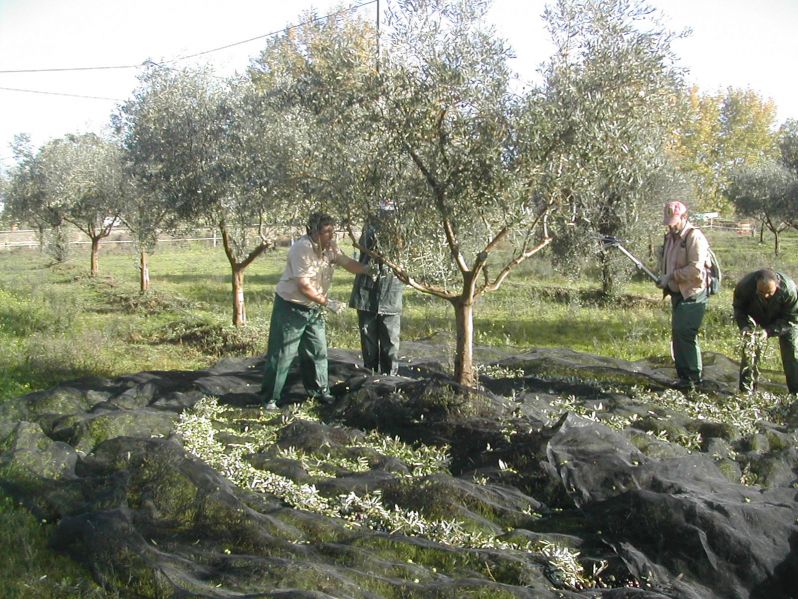 14 11 12 noticia Cosecha aceitunas