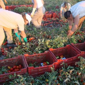 Cosecha manual de tomate - agosto 2014