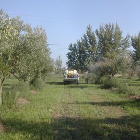 Aplicación de biocida en olivos 2014
