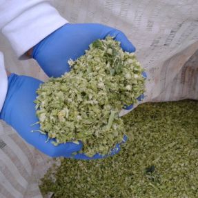 Extracción residuos brécol: Picado de los residuos