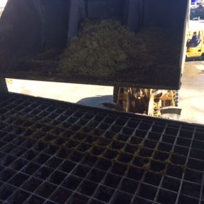 Extracción residuos brécol: Transporte del residuo picado