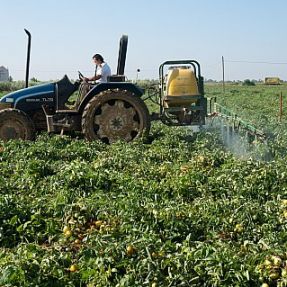 Aplicación tomate 2014