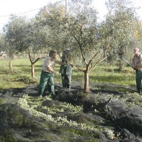 Cosecha aceitunas 2014