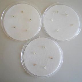 ensayo toxicidad germinación 1