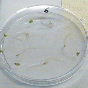 Ensayo toxicidad germinación 2