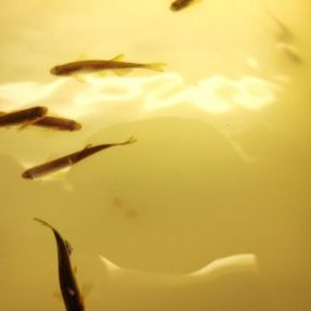 Ensayo toxicidad medio acuatico