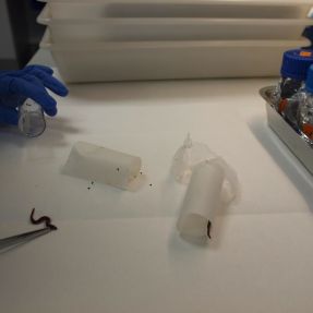 Ensayo toxicidad medio terrestre