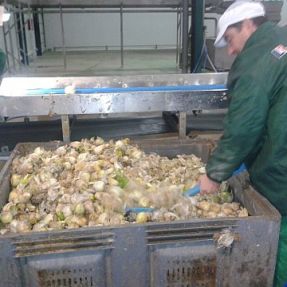 Toma de muestra residuos cebolla 2013