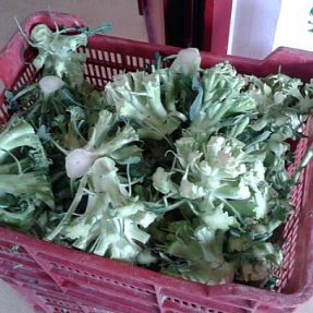 Toma de muestra residuos brecol 2014