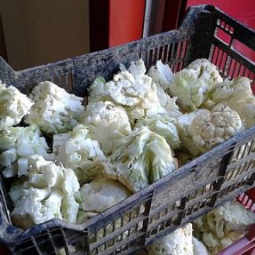 Toma de muestra residuos coliflor 2014