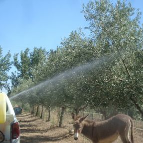 Aplicación biocida en olivar 2015