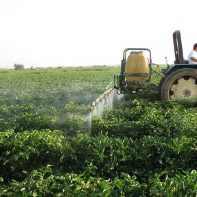 Aplicación biocida en cultivo tomate 2015