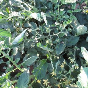 Aplicación biocida en cultivo tomate 2015 - Detalle