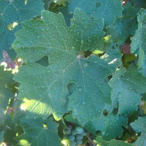 Aplicación biocida en viña 2015 - Detalle