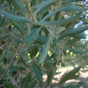 Aplicación biocida en olivar 2015 - Detalle