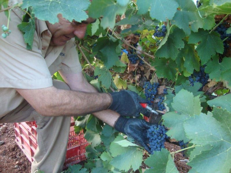 15 09 04 cosecha de tomate y uva 2015 2