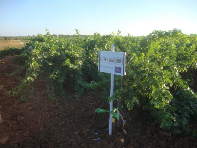 16 06 30 1ª aplicación viña 2016 2