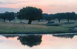 El Proyecto Transfronterizo para la Valorización Integral de la Dehesa PRODEHESA-MONTADO se presentará en Zafra el 29 de septiembre