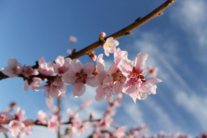 Jornada presentación de novedades de la plataforma REDAFEX