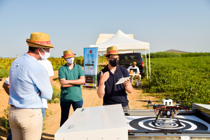 SMARTOM presenta conclusiones esperanzadoras para el cultivo del tomate industrial