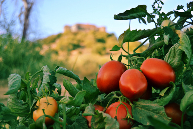 El proyecto Harnesstom persigue mejorar la calidad del tomate desde la semilla