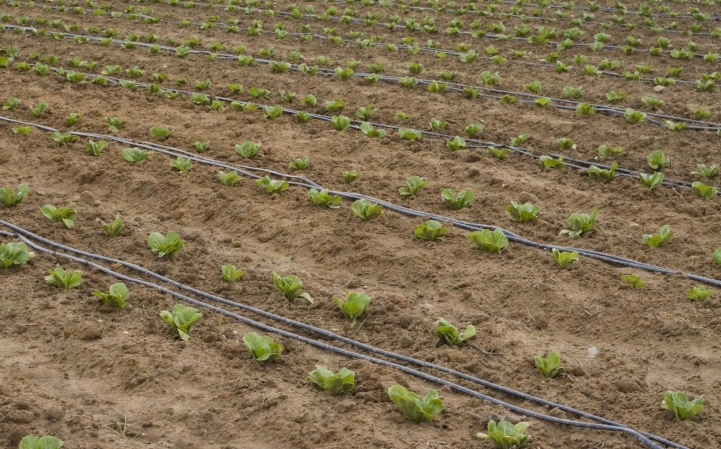 Fincas experimentales