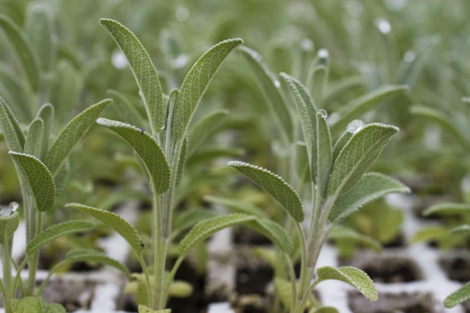 Fincas experimentales