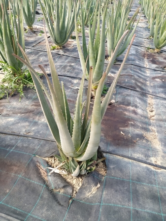 Aloe vera cultivo