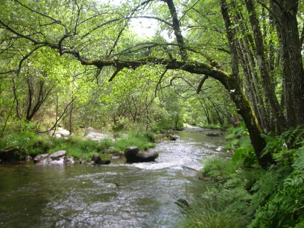 Comienza el proyecto europeo LIFE ALNUS TAEJO, en el que están involucradas 6 entidades de España y Portugal, entre las que se encuentra CTAEX