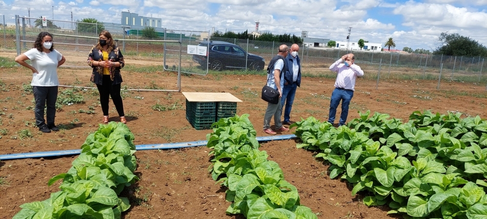 El proyecto Europeo Newcotiana investiga la planta del tabaco para combatir el COVID 19