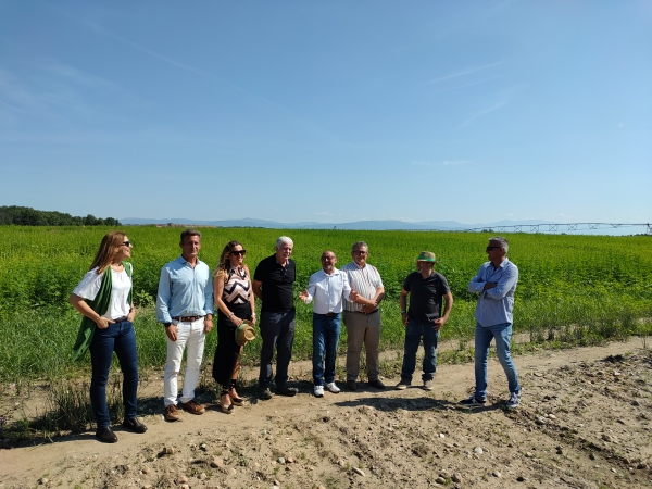 El Polo Tecnológico del Cáñamo organiza una jornada de campo para presentar dos ensayos de cáñamo industrial