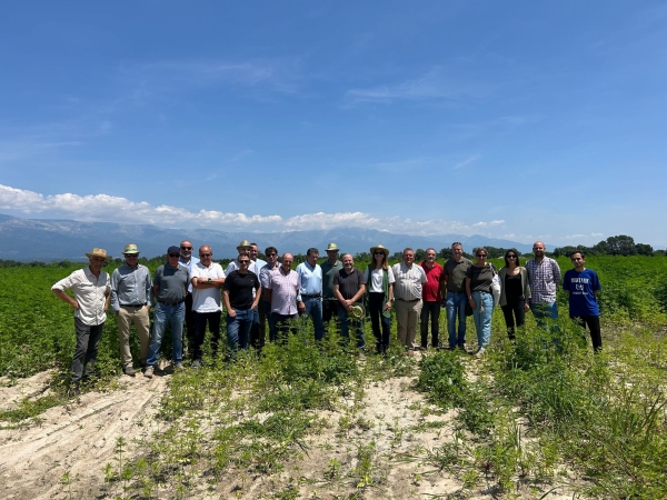 El Polo Tecnológico del Cáñamo organiza una jornada de campo para presentar dos ensayos de cáñamo industrial