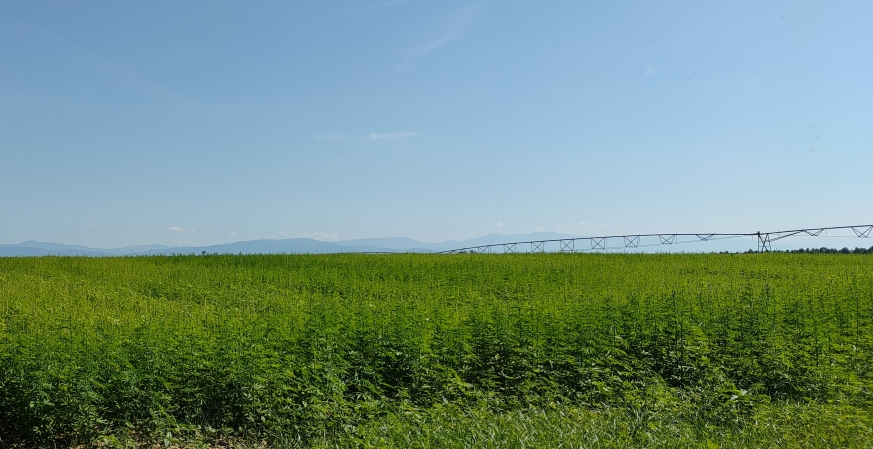 Extremadura publica la norma técnica específica para la producción integrada del cultivo del cáñamo industrial