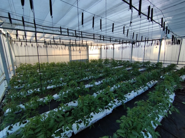 Ya están en marcha los ensayos de tomate del Proyecto europeo HARNESTOM