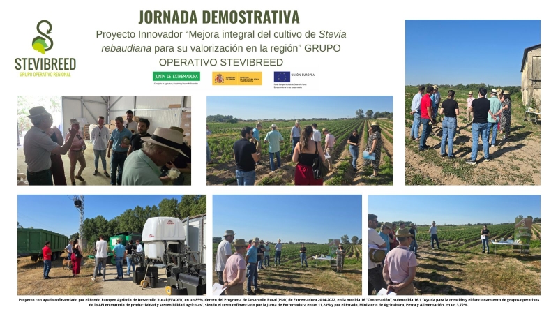 STEVIBREED presenta avances en el proyecto innovador “Mejora integral del cultivo de la Stevia rebaudiana para su valorización en la región” en una jornada demostrativa en campo