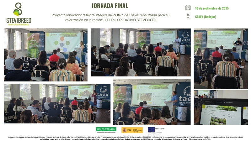 Extremadura avanza en la mejora del cultivo de Stevia con el proyecto innovador del Grupo OperativoSTEVIBREED