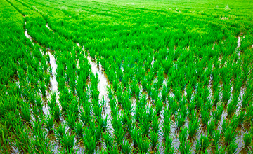 Grupo Operativo Regional - ARROZOREX