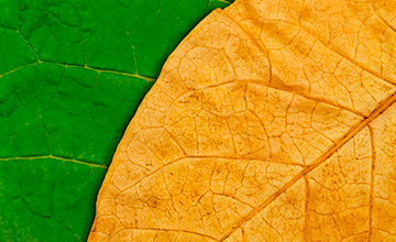 Grupo Operativo Regional - TABACO AMBIENTE