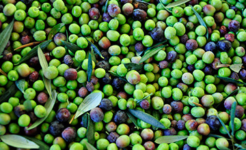 Grupo Operativo Regional RAISE - ARBEQUINA