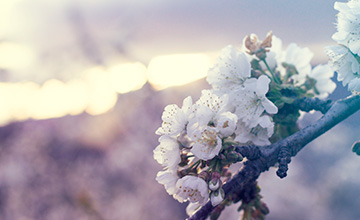 Grupo Operativo Supraautonómico - CHERRYCARE