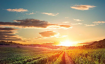 Grupo Operativo Supraautonómico - VITINNAT