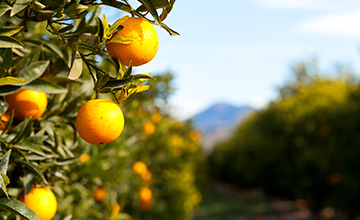 Grupo Operativo Supraautonómico - IoT RUR