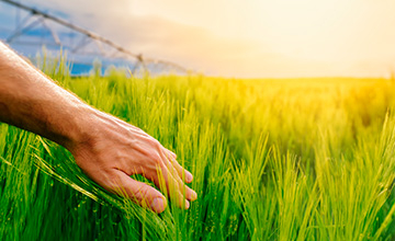 Grupo Operativo Suprautonómico - CEREAL-AGUA