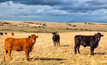 Grupo Operativo Supraautonómico - SOSTVAC